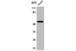 Western Blot analysis of COS7 cells using ALDH1B1 Polyclonal Antibody