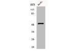 Western Blot analysis of HuvEc cells using ALDH3B1 Polyclonal Antibody
