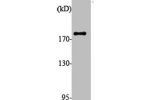 Western Blot analysis of various cells using ALMS1 Polyclonal Antibody