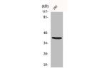 Western Blot analysis of 293 cells using ALX3 Polyclonal Antibody
