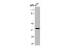 Western Blot analysis of HeLa cells using Annexin II Polyclonal Antibody