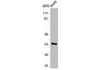 Western Blot analysis of HepG2 cells using Annexin III Polyclonal Antibody