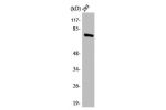 Western Blot analysis of 293 cells using Annexin VI Polyclonal Antibody
