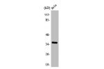 Western Blot analysis of NIH-3T3 cells using Annexin X Polyclonal Antibody