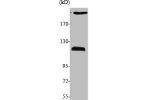 Western Blot analysis of various cells using APC1 Polyclonal Antibody