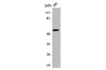 Western Blot analysis of HuvEc cells using API5 Polyclonal Antibody
