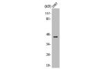 Western Blot analysis of MCF7 cells using APOBEC3D/F Polyclonal Antibody
