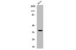 Western Blot analysis of A549 cells using ApoF Polyclonal Antibody