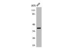 Western Blot analysis of A549 cells using ApoL1 Polyclonal Antibody