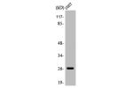 Western Blot analysis of COS7 cells using AQP2 Polyclonal Antibody