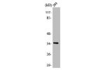 Western Blot analysis of MCF7 cells using AQP4 Polyclonal Antibody