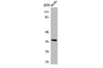 Western Blot analysis of HuvEc cells using AQP5 Polyclonal Antibody