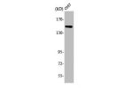 Western Blot analysis of COS7 cells using ARHGEF10 Polyclonal Antibody