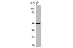 Western Blot analysis of 293 cells using ARK-1 Polyclonal Antibody