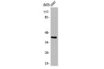 Western Blot analysis of COS7 cells using ARK-2 Polyclonal Antibody