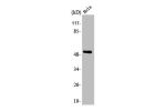 Western Blot analysis of HT29 cells using ARMC6 Polyclonal Antibody