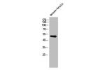 Western Blot analysis of mouse-brain cells using ARMCX1 Polyclonal Antibody