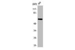 Western Blot analysis of 293 cells using ARMCX2 Polyclonal Antibody
