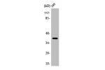 Western Blot analysis of 293 cells using ARRDC2 Polyclonal Antibody