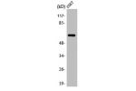 Western Blot analysis of COS7 cells using Arylsulfatase I Polyclonal Antibody