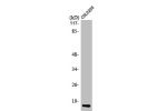 Western Blot analysis of COLO205 cells using ATP5I Polyclonal Antibody