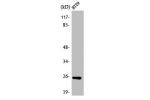 Western Blot analysis of HT29 cells using ATP5S Polyclonal Antibody