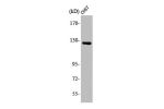 Western Blot analysis of COS7 cells using ATP-citrate synthase Polyclonal Antibody