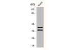 Western Blot analysis of 293 cells using AurB/C Polyclonal Antibody