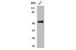 Western Blot analysis of LOVO cells using Aven Polyclonal Antibody