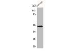 Western Blot analysis of K562 cells using AVP Receptor V3 Polyclonal Antibody