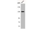 Western Blot analysis of HuvEc cells using AZI1 Polyclonal Antibody