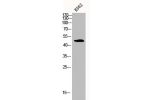 Western Blot analysis of K562 cells using Bag-4 Polyclonal Antibody