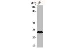 Western Blot analysis of 293 cells using BAM32 Polyclonal Antibody