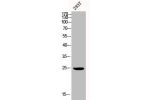 Western Blot analysis of 293T cells using BAP31 Polyclonal Antibody