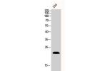 Western Blot analysis of 293 cells using Bax Polyclonal Antibody