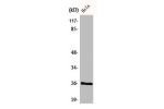 Western Blot analysis of COS7 cells using BCAS2 Polyclonal Antibody