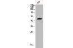 Western Blot analysis of 3T3 cells using BCKDK Polyclonal Antibody