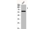 Western Blot analysis of 293T cells using Blk Polyclonal Antibody