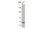 Western Blot analysis of 293 cells using BLNK Polyclonal Antibody