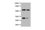 Western blot<br />All lanes : Horse IgG antibody at 2ug/ml<br />
Lane 1 : Horse IgG protein 70ng<br />
Lane 2 : Horse IgG protein 50ng<br />
Secondary<br />
Goat polyclonal to Rabbit IgG at 1/50000 dilution