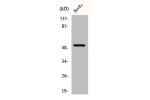 Western Blot analysis of HeLa cells using BMP-5 Polyclonal Antibody