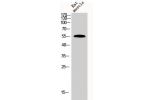 Western Blot analysis of rat-musle cells using BMP-7 Polyclonal Antibody