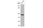 Western Blot analysis of COLO205 cells using BMP-8A Polyclonal Antibody