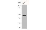 Western Blot analysis of HuvEc cells using BRS-3 Polyclonal Antibody
