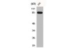 Western Blot analysis of 293 cells using BRSK1 Polyclonal Antibody