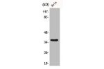 Western Blot analysis of 293 cells using Bub3 Polyclonal Antibody