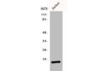 Western Blot analysis of Jurkat cells using BUD31 Polyclonal Antibody