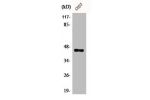 Western Blot analysis of COS7 cells using C/EBP a Polyclonal Antibody