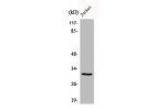 Western Blot analysis of MCF7 cells using C1QBP Polyclonal Antibody