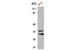 Western Blot analysis of HuvEc cells using C1qL2 Polyclonal Antibody